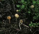 Galerina clavata image
