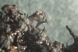 Chaenothecopsis nigripunctata image