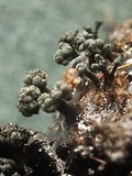 Chaenothecopsis nigripunctata image