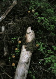 Galerina clavata image