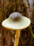 Leucoagaricus viridiflavoides image