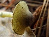 Leucoagaricus viridiflavoides image