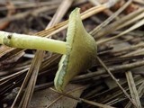 Leucoagaricus viridiflavoides image