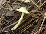 Leucoagaricus viridiflavoides image