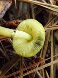 Leucoagaricus viridiflavoides image