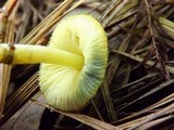 Leucoagaricus viridiflavoides image