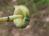 Leucoagaricus viridiflavoides image