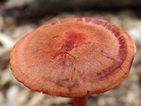 Cortinarius sect. Dermocybe image