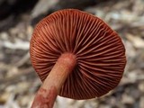 Cortinarius sect. Dermocybe image