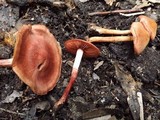 Cortinarius sect. Dermocybe image