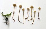Galerina vittiformis image