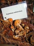 Pholiota astragalina image