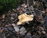 Cuphophyllus pratensis image