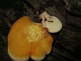 Piptoporus quercinus image