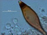Panaeolus cyanescens image