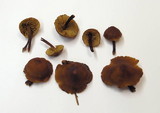 Gymnopilus croceoluteus image