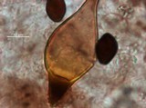 Panaeolus cyanescens image