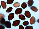 Panaeolus cyanescens image