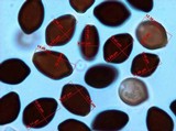 Panaeolus cyanescens image