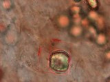 Panaeolus cyanescens image