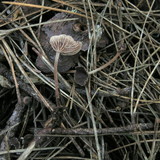 Gymnopus villosipes image