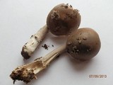Amanita rhacopus image