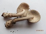Amanita rhacopus image