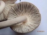 Amanita rhacopus image