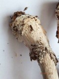 Amanita rhacopus image