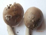 Amanita rhacopus image