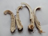 Amanita rhacopus image