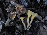 Cantharellus appalachiensis image