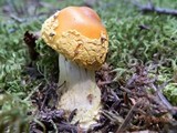 Amanita flavoconia var. flavoconia image