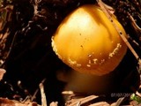Amanita flavoconia var. flavoconia image