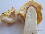 Amanita flavoconia var. flavoconia image