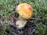 Amanita flavoconia var. flavoconia image