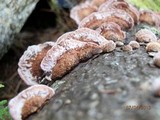 Fomitopsis cajanderi image
