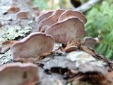 Fomitopsis cajanderi image