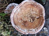 Fomitopsis cajanderi image