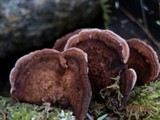 Fomitopsis cajanderi image