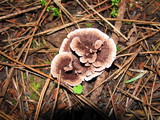 Thelephora caryophyllea image