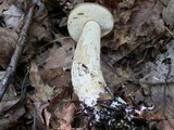 Leccinum holopus image