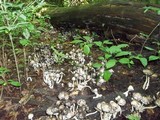 Coprinopsis variegata image