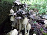Coprinopsis variegata image