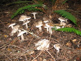 Leucopaxillus albissimus image