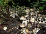 Coprinopsis variegata image