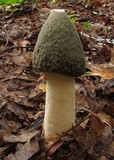 Phallus ravenelii image