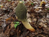 Phallus ravenelii image