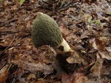 Phallus ravenelii image