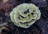 Thelephora vialis image